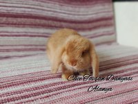 Cüce lop/miniatur lop Cüce tavşan çiftliği Alanya