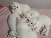 Şecereli oğlumun beyaz british shorthair bebişleri