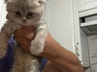 Scottish fold yavrularımıza yuva arıyoruz