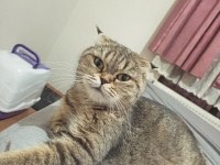 Scottish fold kızımız yeni yuvasını arıyor