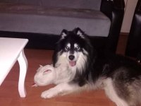 Alaska Malamute 2 Yaşındaki Oğluma Eş Arıyorum