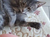 Cins Gri British Shorthair Erkek 10 Aylık