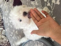 Baba Kore maltese terrier