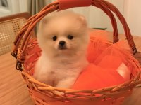 Baby Pomeranian Boo mini boy