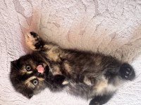Scottish fold yavrular
