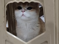 British shorthair golden erkek