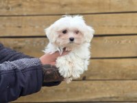 Safkan Maltese Terrier Yavruları