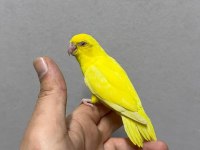 FORPUS YAVRU PAPAĞANLARI GÖNDERİM SAĞLANIR