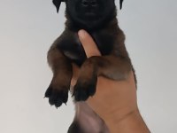 Belçika malinois dişi erkek