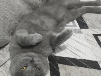 british shorthair 4 yaşında