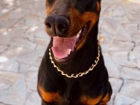 2 AYLIK SAF DOBERMANLAR KIZIL SİYAH