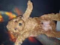 Bir avuç mutluluk poodle