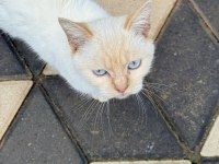 British Shorthair Gold Erkek İçin Yuva Aranıyor