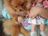 Pomeranian 5 aylık