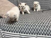 4 dişi scottish fold yuvasını bekliyor