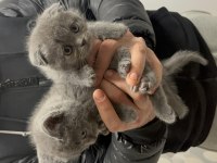 A kalite british shorthair yavrular