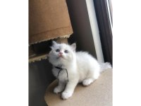Scottish Fold Kedisi Beyaz