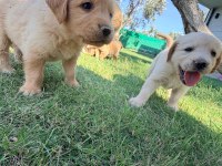 1.5 aylık sağlıklı golden retriever yavrularımız