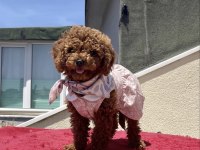 4 AYLIK DİŞİ RED BROWN TOY POODLE