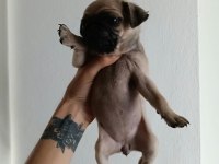 Pug yavrularımız