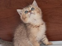 British Shorthair Golden Dişi