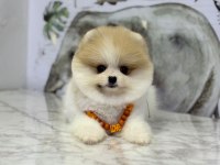 Show Kalite Pomeranian Boo Yavrular