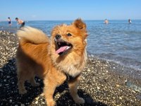 Sevimli Erkek Pomeranian