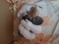 7 kardeş kedimizi sahiplendirme 1 erkek 6 dişi