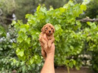 Dişi ve erkek poodle bebeklerimiz