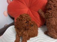 POODLE DİŞİ ERKEK YAVRU