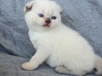 Scottish fold blue point