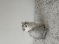 Safkan british shorthair