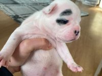 2 HAFTALIK FRENCH BULLDOG YAVRULARIMIZ YENİ YUVA ARIYOR