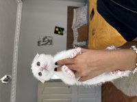 Scottish fold beyaz