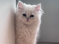 BRİTİSH LONGHAİR YAVRU KEDİLER