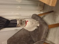 Yetişkin British Shorthair