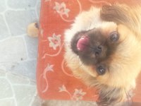 Minik afacan shih tzu yavrumuz
