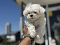 Petmode köpek çiftliğinden kore  kan maltese