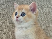 Safkan Cins Garantili Golden British Shorthair
