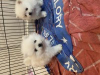Kar Beyazı pomeranian bebeklerimiz