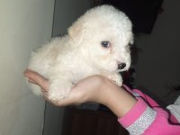 Anne poodle baba terrier yavruları