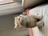 Uygun Fiyatlı Safkan Golden British Shorthair