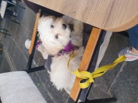 yavru dişi maltese terrier