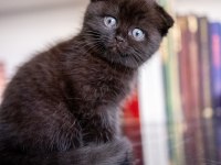 Scottish Fold Dünyalar Tatlısı