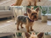 Çok akıllı süs köpeği