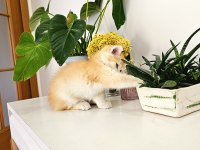 BRITISH SHORTHAIR OYUN HAMURU