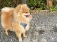 Satılık Pomeranian Oyuncu karakter