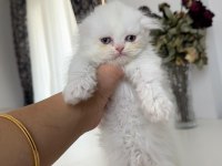 2 dişi ve 1 erkek safkan iran kedisi yavrularımız 45 günlük
