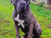 Safkan cane corso yavrular İstanbul da