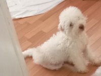 Beyaz maltipoo köpeği